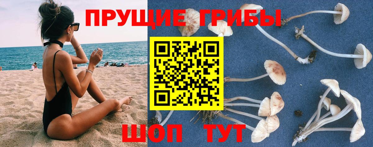 магазин  наркотиков  Галлюциногенные грибы Magic Shrooms  Холмск  Вход с VPN  Псилоцибиновые грибы GOLDEN TEACHER 